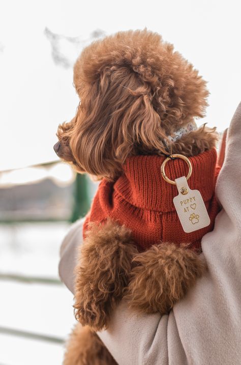 Toy poodle in burnt orange cable knit jumper and puppy at heart dog tag - from Bew Dogs Toy Poodle Accessories, Dog Photoshoot, City Dog, Pink Jumper, Dog Jumpers, Cable Knit Jumper, Poodle Puppy, Toy Poodle, West London