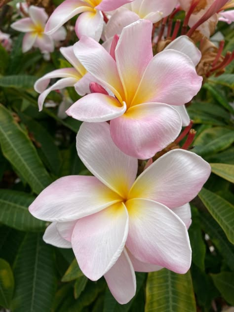 Pink Plumeria Flowers, Plumeria Flowers Aesthetic, Cool Flowers, Fav Flower, Pink Plumeria, Plumeria Flowers, Hermosa Beach, Flower Therapy, Flowers For You