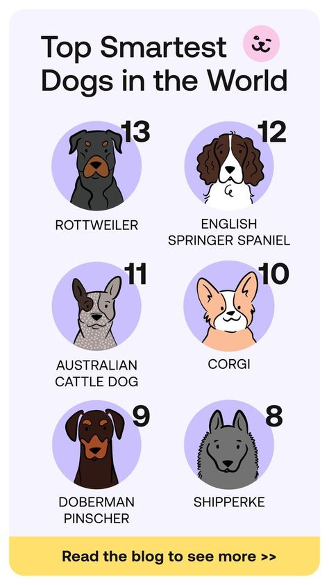 Smart Dog Breeds, Where To Pet A Dog, Animal Sidekicks, Dog Bookmarks, Dog Breeds Chart, Smart Dogs, Friendly Dog Breeds, Smartest Dogs, Smartest Dog Breeds