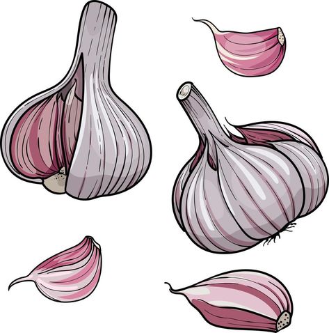 Hand drawn vector illustration garlic . Set head and clove of garlic. isolated on a white background. Colorful sketch of food Garlic Illustration, Form Generation, Food Advertisement, Background Colorful, Hand Drawn Vector Illustrations, Hand Drawn Vector, A White Background, Food Food, Drawing Reference