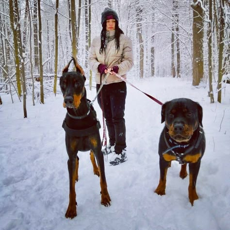 Rottweilers And Dobermans, Rottweiler And Doberman Together, Doberman And Rottweiler, Rottweiler And Doberman, Rottweiler Aesthetic, Poses With Dogs, Streamer Girl, European Doberman, German Rottweiler