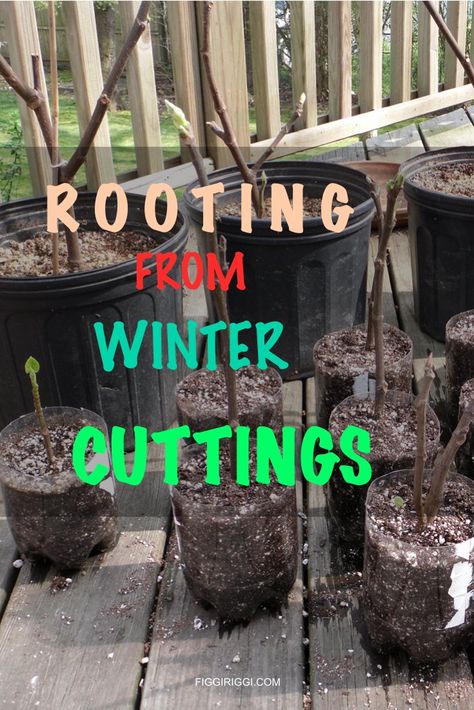 Rooting from winter cuttings Rooting Fig Tree Cuttings, Fig Cuttings, Grafting Fruit Trees, Air Layering, Fig Trees, Victory Garden, Growing Plants Indoors, Propagating Plants, Fig Tree