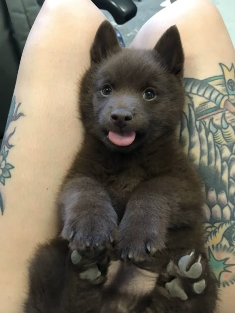 Wolf Hybrid Dogs, Baby Wolves, Wolf Hybrid, Wolf Pup, Baby Wolf, Hybrid Dogs, Wolf Dog, Cute Animal Photos, Cute Creatures