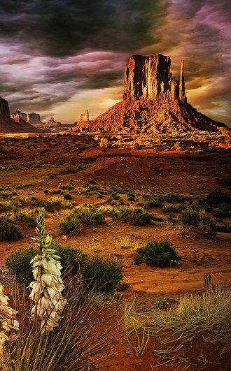 Monument Valley Utah, Agave Plant, Southwest Desert, Amazing Nature, Beautiful World, Beautiful Landscapes, Wonders Of The World, Monument Valley, Places To See