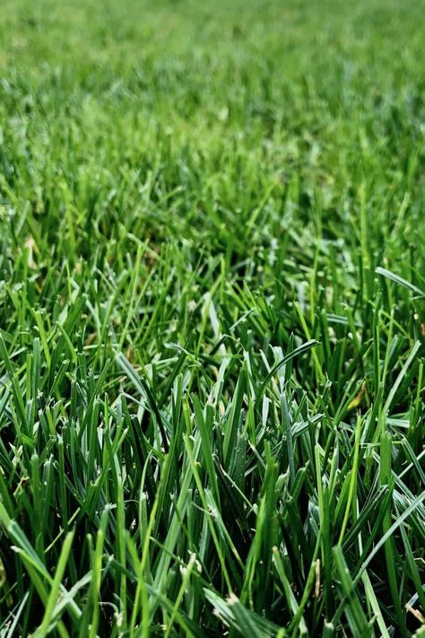 How To Grow Grass, Best Grass Seed, Apple Images, Pergola Pictures, Bermuda Grass, Growing Grass, Perennial Grasses, Grass Background, Grass Wallpaper