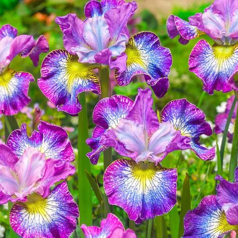 Spring Hill Nurseries 3-Pack 3-Pack in Bareroot 3-Pack How Audacious Siberian Iris in the Perennials department at Lowes.com Growing Irises, Siberian Iris, Spring Hill Nursery, Ruffle Flower, Multi Colored Flowers, Summer Plants, How To Attract Hummingbirds, Spring Hill, Garden Living