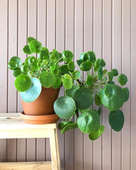 Oxalis Triangularis, Pilea Peperomioides, Plant Care Houseplant, Chinese Money Plant, Money Plant, Pepper Plants, Jade Plants, Plant Aesthetic, Starter Plants