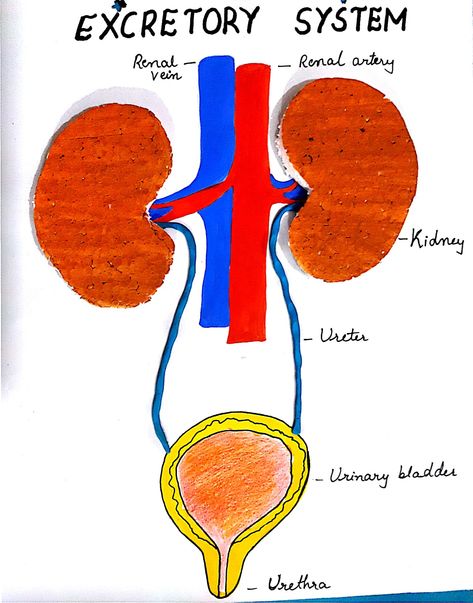 Excretory system renal science project ideas 3D Excretory System Projects, Excretory System, Biology Projects, Urinary System, Making A Model, Earth And Space Science, Natural Science, Science Project, Educational Worksheets