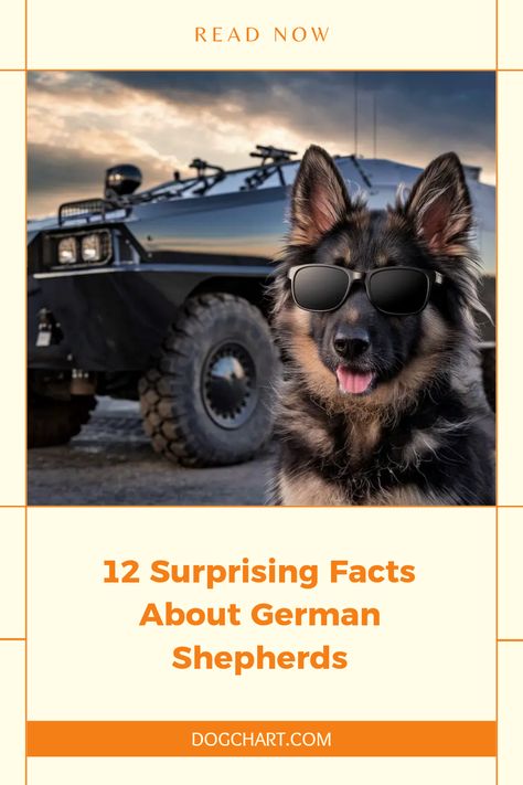 This pin showcases interesting facts about German Shepherd dogs. It highlights their history as war heroes and their popular traits. The pin's visual elements aim to attract dog lovers and those interested in learning more about German Shepherds. The pin uses one image. German Shepherd Facts, German Shepherd Rescue, Facts You Didnt Know, Surprising Facts, Military Heroes, Sporting Dogs, Family Dogs, Personality Traits, Working Dogs