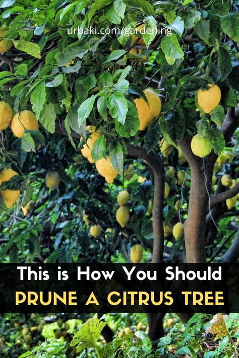 Pruning Citrus Trees, Lemon Tree Pruning, How To Prune A Lemon Tree, Pruning Lemon Trees, Lemon Tree Care, Citrus Trees Landscape, Prune Lemon Tree, Indoor Lemon Tree, Citrus Tree Indoor