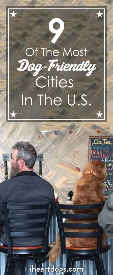 9 Of The Most Dog-Friendly Cities In The U.S.  Dog Essential Tips to Travel Safely With Your Dog Pet Friendly Vacation Destinations, Traveling With Your Dog, Traveling With Dogs, Dog Friendly Vacation, Traveling With Pets, Hiking With Dogs, Pet Friendly Vacations, Dog Minding, Easiest Dogs To Train