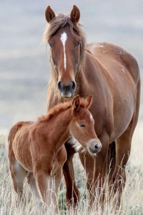 Mustang Horses, Belgian Horse, Brown Horses, First Horse, Baby Horse, Strongest Animal, Majestic Horses, Faster Horses, Beautiful Horses Photography