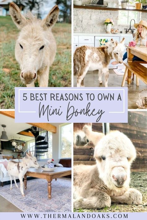 Mini Donkeys: 5 Reasons to Have Them — Thermaland Oaks Animals To Have On A Homestead, Mini Highland Cow Shelter, Best Farm Animals For Beginners, Mini Backyard Farm, Cool Farm Animals, Mini Farm Layout Ideas, Mini Cow Farm, 3 Acre Farm Layout, Donkey Enclosure Ideas