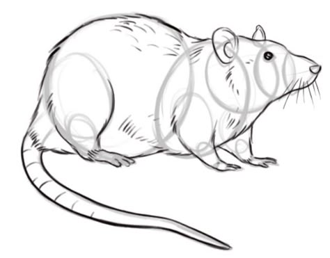 Drawing a rat Rat Outline Drawing, Rat Art Paintings, How To Draw Rats, Rat Drawing Reference, Rats Drawing, Rat Draw, Rat Drawing, Rat Illustration, Rattus Rattus