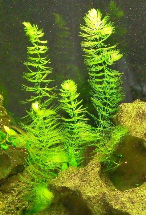 Foxtail, Rigid Hornworn (Ceratophyllum demersum) Native to all continents except Antarctica. Floating but submerged, rootless aquatic plant. Submerged Plants, All Continents, Aquatic Plant, Natural Pool, Aquatic Plants, Adaptation, Fish Tank, Floating, Fish