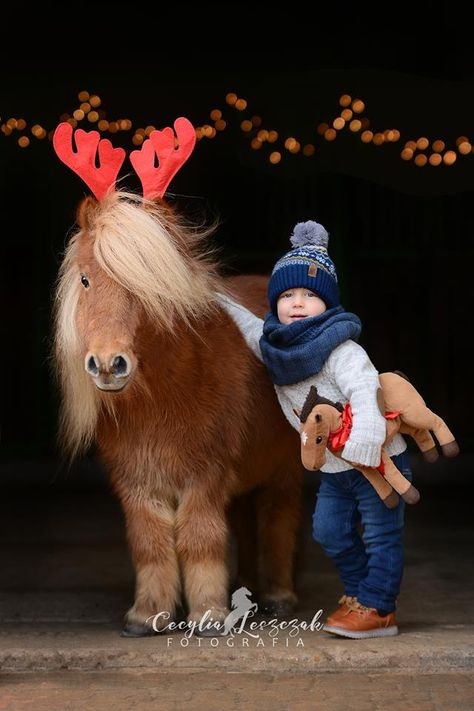 Ready for the holidays! Horse In Winter, Pictures With Horses, Winter Horse, Mini Pony, Horse Costumes, Horse Books, Shetland Pony, Christmas Horses, Cute Ponies