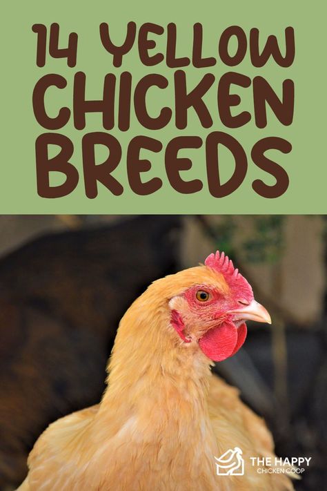 Best Meat Chicken Breeds, Buff Brahma Chicken, Dual Purpose Chicken Breeds, Buff Chicken, Bantam Chicks Identification, Bantam Chicken Breeds With Pictures, Friendliest Chicken Breeds, Leghorn Chickens, Brahma Chicken