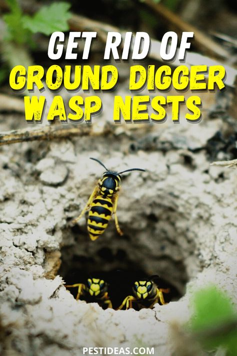 Tired of ground digger wasp nests in your lawn or yard? Learn how to safely get rid of wasps today Ground Bees How To Get Rid Of, How To Get Rid Of Ground Bees Nests, How To Get Rid Of Wasps Nest, Home Made Wasp Trap, Plants That Deter Bees And Wasps, Plants That Deter Wasps, Mole Tunnels, How To Make A Carpenter Bee Trap, Wasp Nest Removal