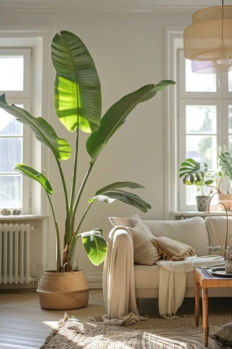 10 Stylish Large Plants for Living Rooms For A Fresh Look Big Plants Indoor, Props Fish, Indoor Plants Styling Living Rooms, Large House Plants, Indoor Plants Decor Living Room, Plant Decor Living Room, Living Room Plants Decor, Big Indoor Plants, Fresh Living Room