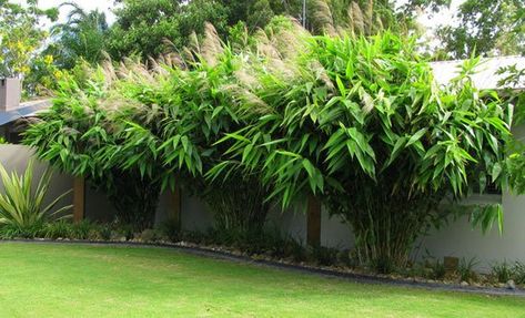 Thysanolaena Maxima 100-800+ Seeds, Ornamental Perennial Tiger Grass, Nepali Clumping Bamboo, Tiger Grass, Tropical Garden Design, Perennial Grasses, Big Plants, Cactus Garden, Ornamental Grasses, Back Garden, Tropical Garden