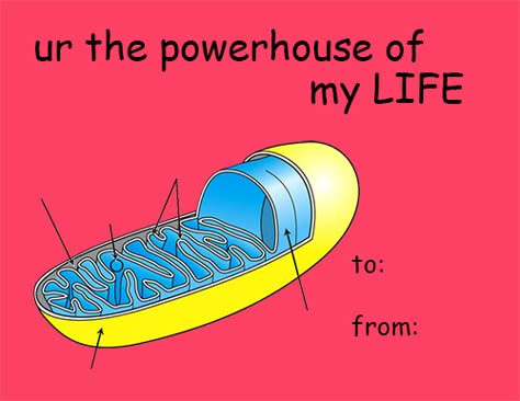 Valentines Day Card Memes, Valentines Tumblr, Meme Valentines Cards, Bad Valentines Cards, Valentine Memes, Weird Valentines, Silly Valentines, Card Memes, Science Valentines