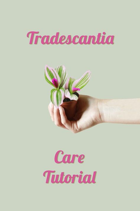 Tradescantia Bubblegum Plant, Bubblegum Plant, Tradescantia Care, Pastel Plants, Baby Orchid, Front Porch Plants, Aesthetic Plant, Porch Plants, Self Watering Pots