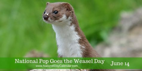 Do you remember the rhyme?	#NationalPopGoesTheWeaselDay National Bourbon Day, National Flag Day, Pop Goes The Weasel, National Day Calendar, Day Calendar, Flag Day, National Days, Pet Day, Nursery Rhyme