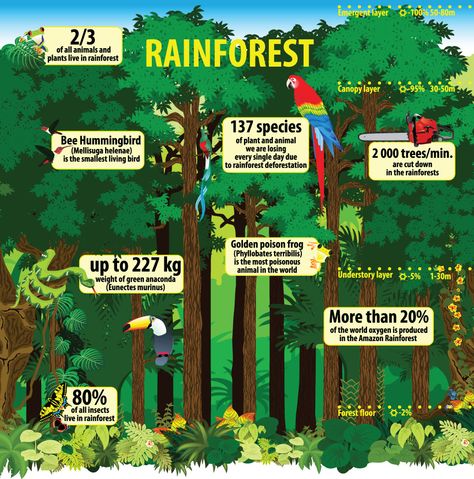 The Magical Rainforest | Pitara Kids Network Rainforest Facts For Kids, Magical Rainforest, Deforestation Poster, Earth For Kids, Rainforest Facts, Rainforest Deforestation, Rainforest Project, Rainforest Activities, Rainforest Biome