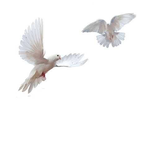 Moodboard Pngs, White Birds, Png Aesthetic, Png Icons, Ios Icon, Iphone Icon, Birds Flying, Aesthetic Stickers, Digital Collage