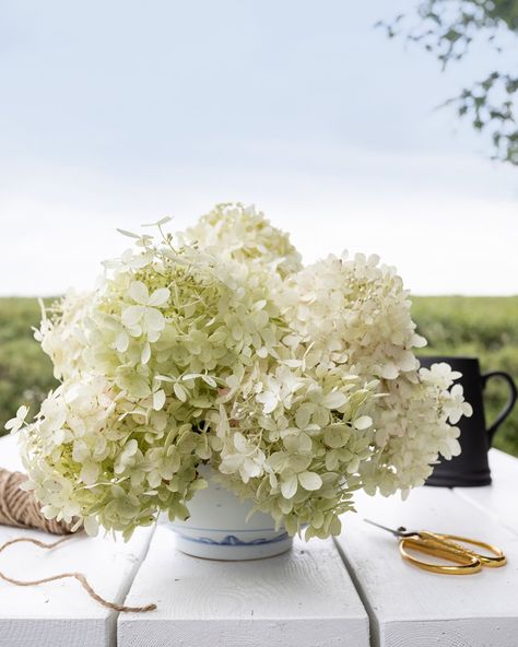 Mums Painting, Hydrangea Centerpiece Wedding, White Hydrangea Centerpieces, Hydrangea Potted, Hydrangea Flower Arrangements, Hydrangea Vase, Large Hydrangea, Start A Garden, Panicle Hydrangea