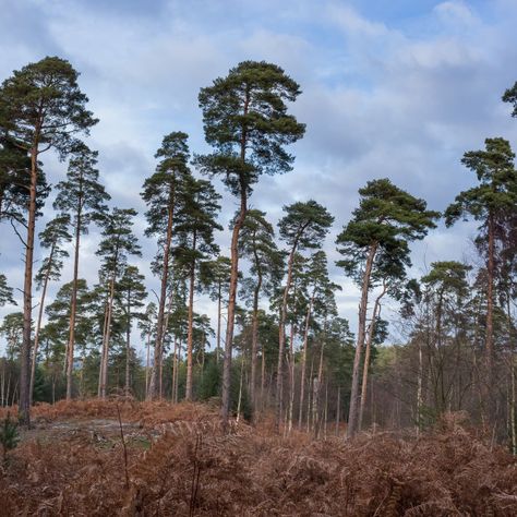 Scot Pine Tree, Ghillie Dhu, Scots Pine Tree, Nature Women, Evergreen Ferns, Scots Pine, Crazy Nature, Wolf World, Pinus Sylvestris