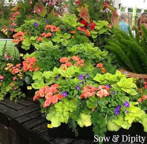 Stop envying those beautiful hanging baskets for full sun, these hanging baskets for shade are colorful and easy to create.... Hanging Plants Outdoor, Container Herb Garden, Flowers Gardening, Hanging Flower Baskets, Container Gardening Flowers, Basket Of Flowers, Trailing Plants, Container Gardening Vegetables, Colorful Plants