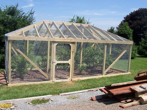 My customer was tired of feeding her blueberries to the birds. If the birds achieve access to the blueberries now, they are either very smart or very large! Everything is bolted & screwed... Berry Cage Garden, Berry Cage, Fruit Cages, Fruit Cage, Berry Garden, Fine Homebuilding, Garden Netting, Veg Garden, Greenhouse Gardening