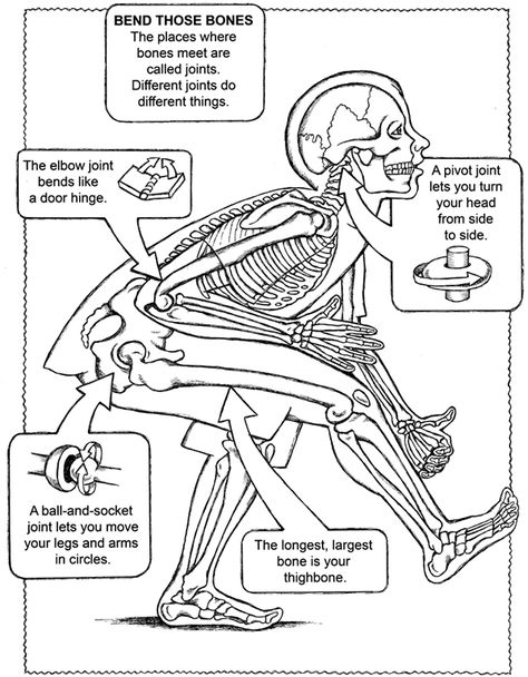 Welcome to Dover Publications Science Experience, Anatomy Coloring Book, Cc Cycle 3, Human Body Unit, Human Body Systems, Human Skeleton, Natural Science, Dover Publications, Science Biology