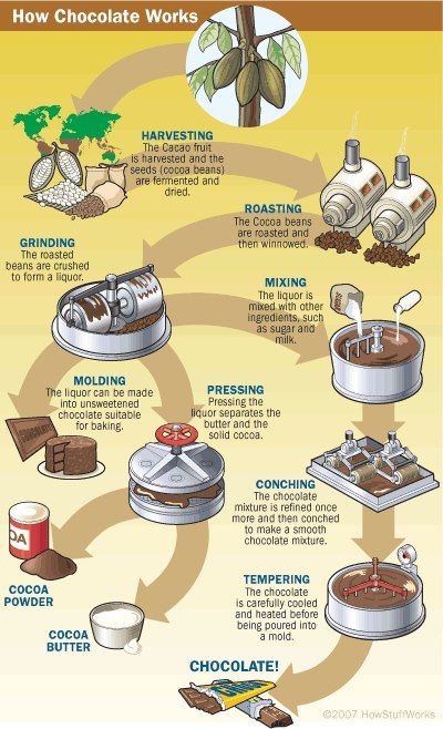 How Chocolate Works! Chemistry Of Chocolate, Chocolate Projects For School, Chocolate History, Cacao Fruit, Struktur Teks, History Of Chocolate, Chocolate Sculptures, Cacao Chocolate, Cocoa Beans