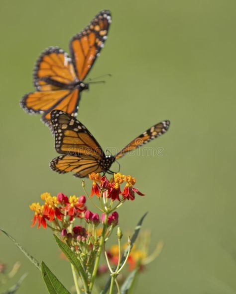 Monarch Milkweed. A Monarch butterfly sipping milkweed nectar being attacked by , #SPONSORED, #butterfly, #Milkweed, #Monarch, #sipping, #attacked #ad Butterfly Milkweed, Butterfly Image, Nature Study, Monarch Butterfly, Flower Painting, Bugs, Stock Images, Flowers, Photography