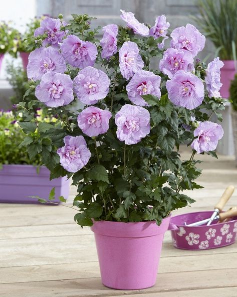 The Rose Of Sharon, Hibiscus Syriacus, Hydrangea Paniculata, Plant Supplies, Lavender Plant, Rose Of Sharon, Flowering Shrubs, Single Flower, Edible Flowers