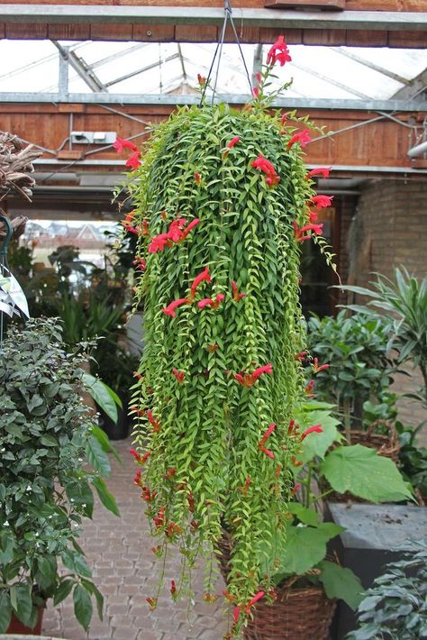 Hanging Jasmine Plant, Suculent Plants, Kaktus Dan Sukulen, Lipstick Plant, Amazing Plants, Hanging Gardens, Plant Projects, Trailing Plants, Succulent Gardening