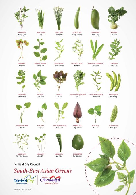 Vietnamese herbs in English Names Of Plants, Asian Herbs, Winged Bean, Asian Greens, Malabar Spinach, Spinach Rice, Water Spinach, Study Hacks, Asian Vegetables