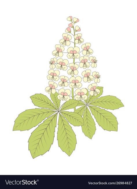 Chestnut Drawing, Hawthorn Tree Illustration, Chestnut Illustration, Chestnut Flower, Horse Chestnut Tree, Camellia Sinensis Illustration, Horse Chestnut Leaves, Bird Journal, Natural Ornaments