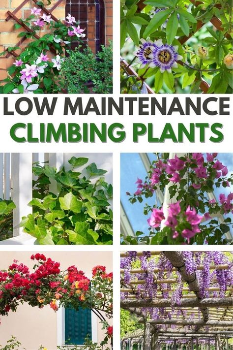 Climbers Plants Fence Garden Trellis, Pergola Plants Vines Patio, Garden Wall Climbing Plants, House Vines Outdoor, Patio Vine Wall, Flowers On House Wall Exterior, Climbing Plants On Pergola, Garden Climbing Plants, Patio Climbing Plants