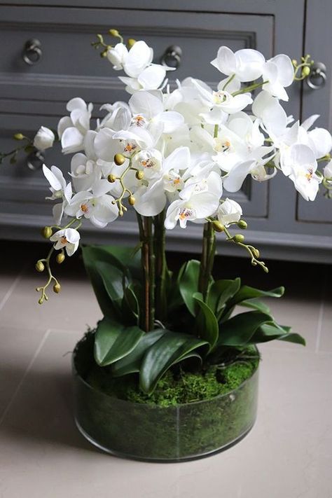 Diy Orchids, Orchid Flower Arrangements, Orchid Centerpieces, Home Floral Arrangements, Orchid Arrangements, Flower Arrangements Simple, Modern Flower Arrangements, Flower Arrangements Diy, Beautiful Orchids