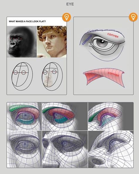 Eye socket topography. Eyes Reference, Eye Reference, Eye Socket, Eye Anatomy, Facial Anatomy, Face Anatomy, Anatomy Sculpture, 얼굴 드로잉, Human Body Anatomy