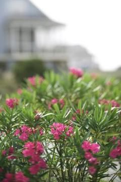 Oleander seeds germinate quickly when exposed to warmth. Growing from seed Oleander Plants, Colorful Landscaping, Flower Bushes, Nerium Oleander, Flowering Bushes, Garden Shrubs, Low Maintenance Garden, Flowering Shrubs, How To Grow Taller