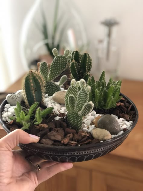 Cacti Arrangement Ideas, Succulent Bowl Indoor, Cactus Bowl, Mini Cactus Garden, Succulent Garden Outdoor, Cactus Arrangement, Succulent Bowls, Succulent Garden Indoor, Succulent Garden Design