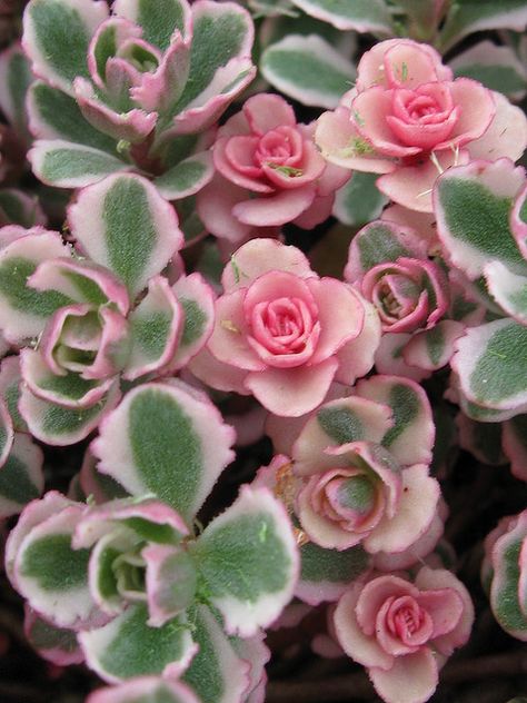 Sedum spurium 'Tricolor'. Creeping Stonecrop. Ground cover plant - especially good for hot, dry sites with poor soil. Also good for pots & mixed containers. Deciduous. White Plants, Ground Cover Plants, Colorful Roses, Agaves, Cactus Y Suculentas, Cactus And Succulents, Ground Cover, Succulents Garden, Cacti And Succulents