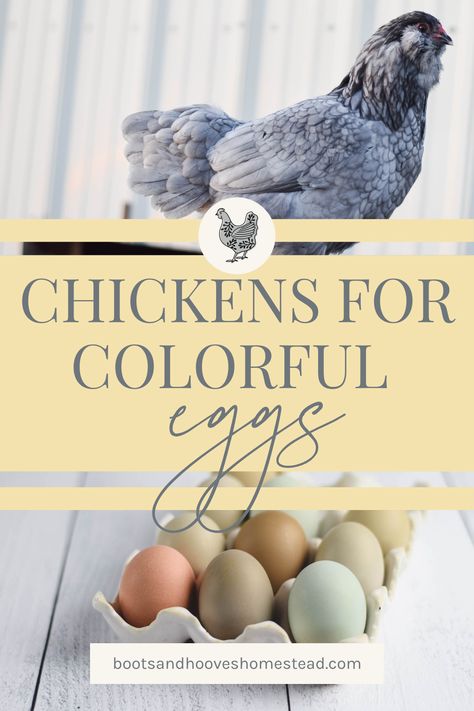 What are the best chickens for colorful eggs? In this post we will review the top 9 breeds that will give you a multi-colored egg basket. Chickens can lay many different colors of eggs including white, brown, chocolate, speckled, green, blue, pink and a even a purple-ish color. Egg color is determined by the breed of the chicken. And, while there are many different egg colors each breed or individual chicken will only lay one color of egg for their entire life. Blue Egg Laying Chickens, Colored Eggs Chickens, Chickens And Egg Colors, Chicken Breeds And Egg Color, Chicken Egg Colors And Breeds, Cinnamon Queen Chicken, Best Chickens For Eggs, Blue Chicken Eggs, Barnevelder Chicken