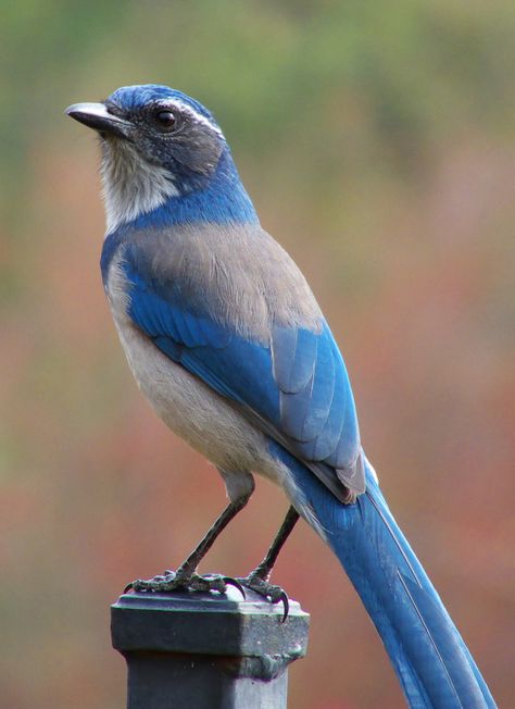 Scrub Jay, Animal Inspiration, Bird Photos, Kinds Of Birds, Nature Birds, Backyard Birds, All Birds, Exotic Birds, Bird Pictures