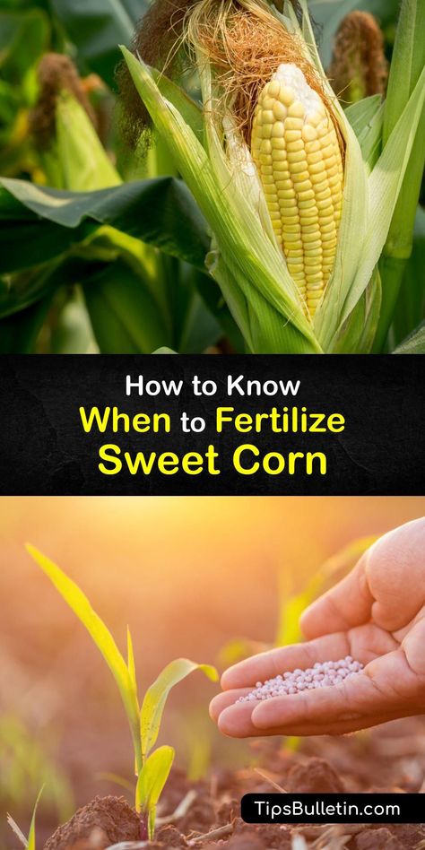 Discover when to fertilize sweet corn in the home garden. Growing corn is relatively easy as long as you plant corn in full sun, give your corn plants plenty of space to thrive, and feed them an organic fertilizer before and after planting corn seed. #when #fertilize #sweet #corn Corn Growing, Growing Sweet Corn, Growing Corn, Plants At Home, Bucket Gardening, Corn Plant, Aquaponics System, Home Vegetable Garden, Container Gardening Vegetables