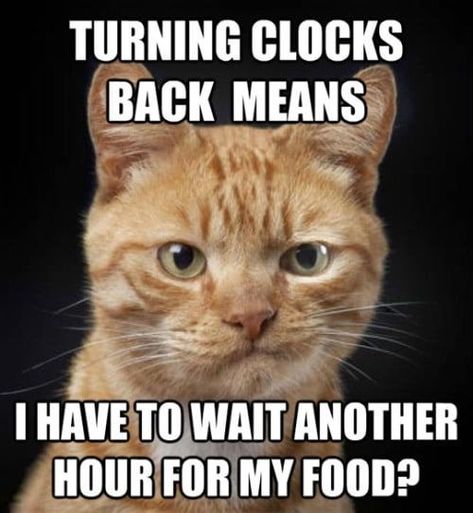 15+ Of The Best & Funniest Daylight Savings Time Memes Daylight Savings Time Meme, Daylight Savings Meme, Daylight Savings Time Humor, Spring Forward Fall Back, Fall Cats, Cute Cat Memes, Kitten Lover, Spring Forward, Daylight Savings